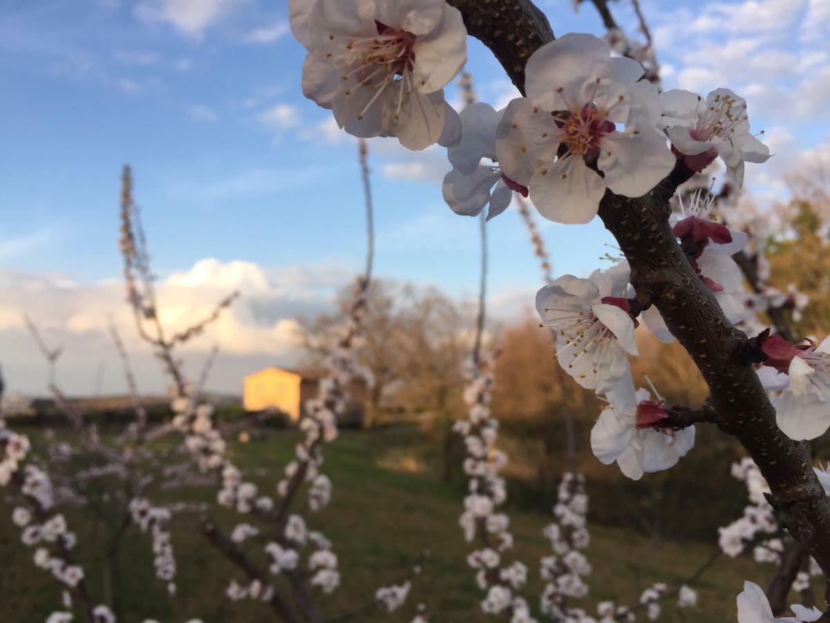 Agriturismo Pieve De Pitti Terricciola المظهر الخارجي الصورة