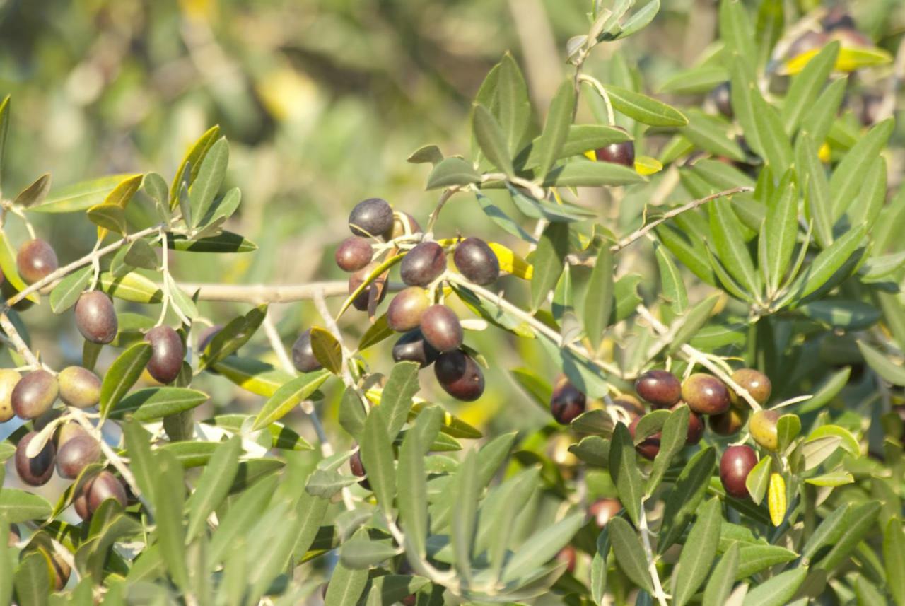 Agriturismo Pieve De Pitti Terricciola المظهر الخارجي الصورة