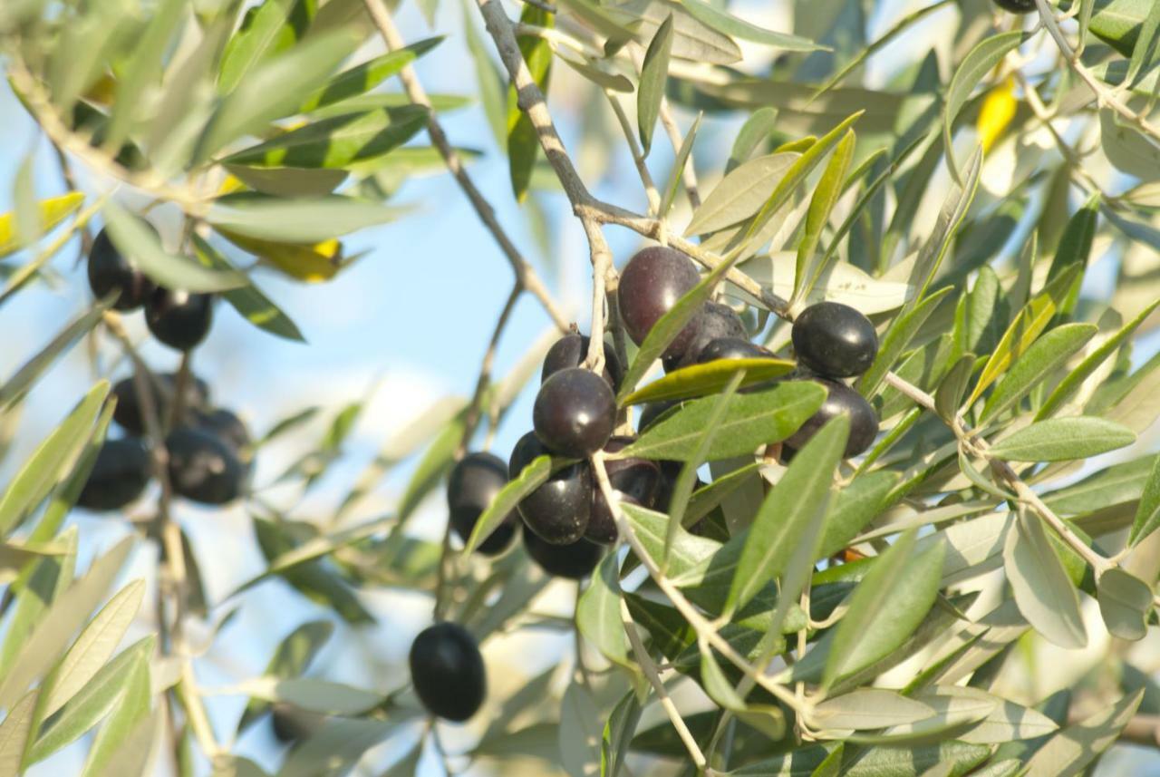 Agriturismo Pieve De Pitti Terricciola المظهر الخارجي الصورة